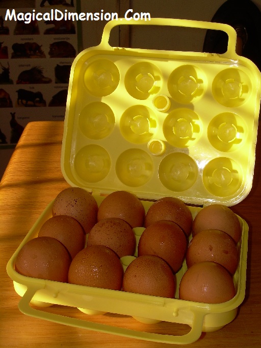 How to Transport Eggs: Egg Carrier Case